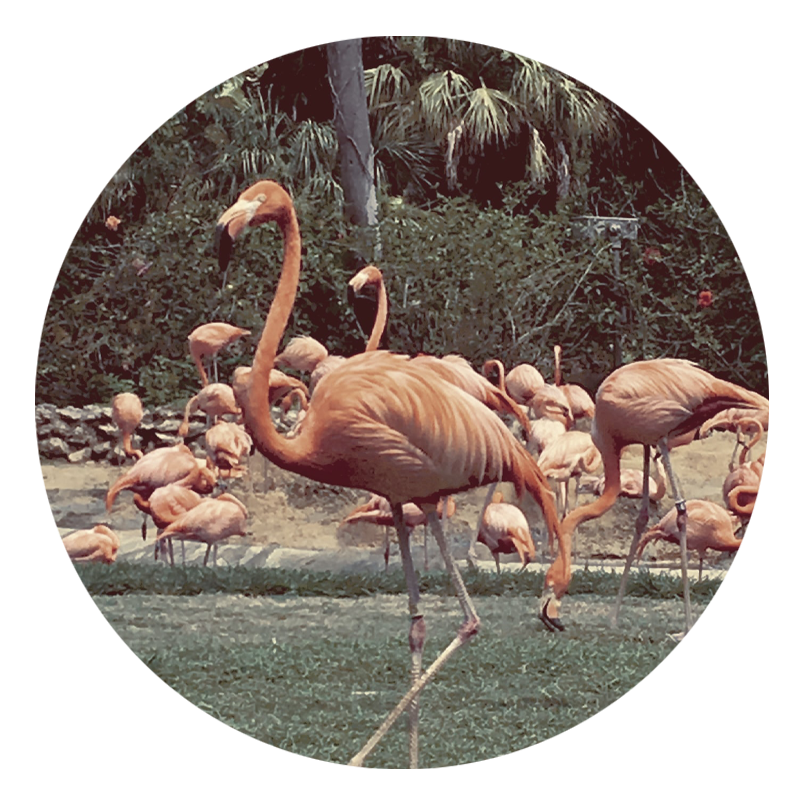 Flamingos in Florida